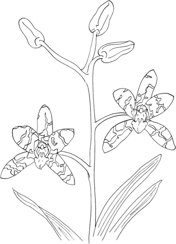 African Ansellia Or Leopard Orchid Coloring Page